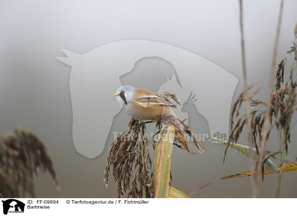 Bartmeise / Bearded Reedling / FF-09894