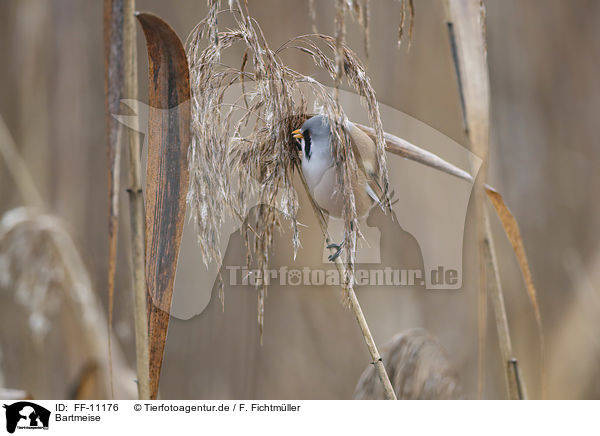 Bartmeise / bearded tit / FF-11176