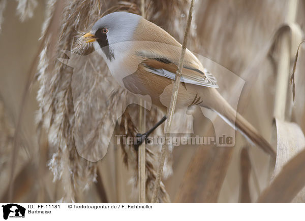 Bartmeise / bearded tit / FF-11181