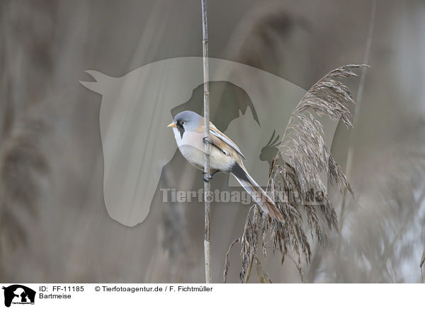 Bartmeise / bearded tit / FF-11185