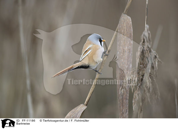 Bartmeise / bearded tit / FF-11186