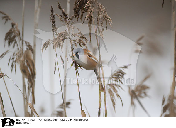 Bartmeise / bearded tit / FF-11193