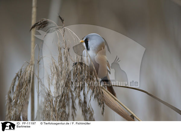 Bartmeise / bearded tit / FF-11197