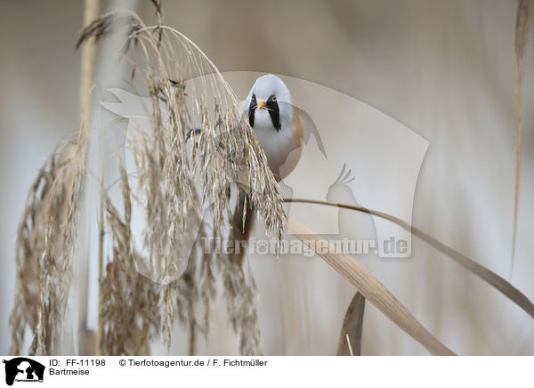 Bartmeise / bearded tit / FF-11198