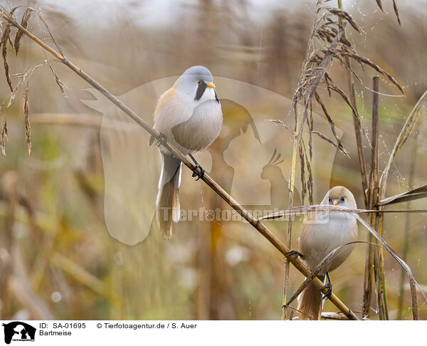 Bartmeise / bearded tit / SA-01695