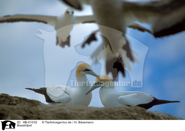 Basstlpel / Northern Gannet / HB-01032