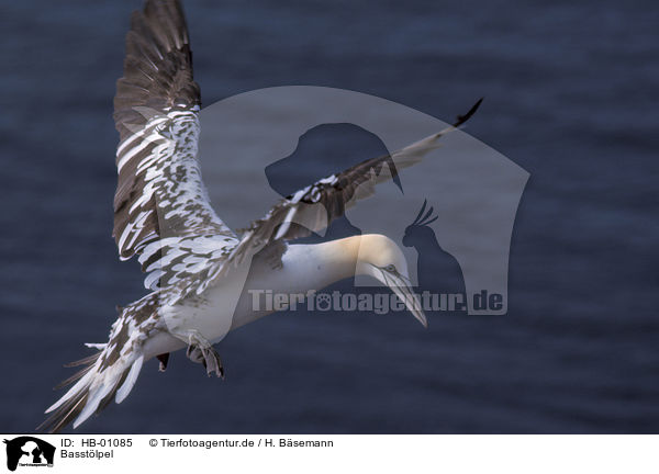 Basstlpel / Northern Gannet / HB-01085
