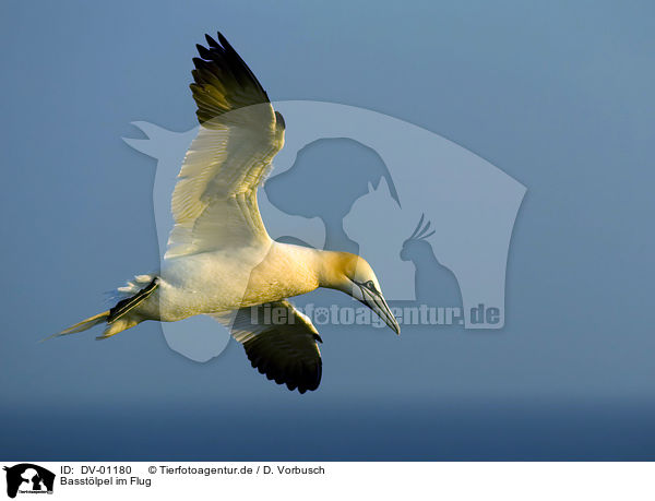 Basstlpel im Flug / flying northern gannet / DV-01180