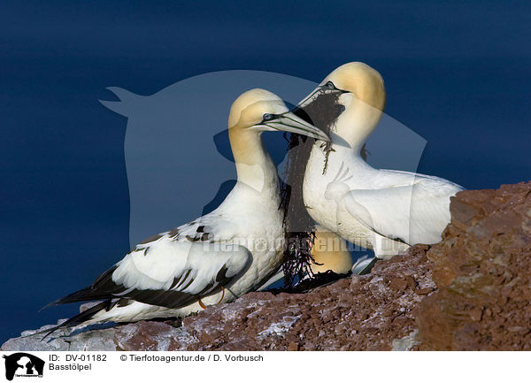 Basstlpel / northern gannet / DV-01182