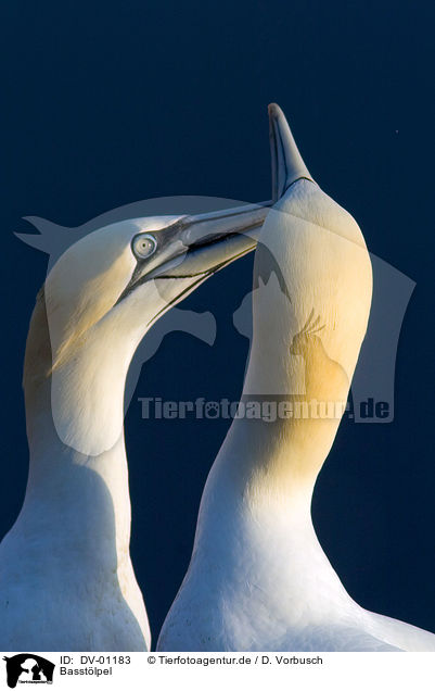 Basstlpel / northern gannet / DV-01183