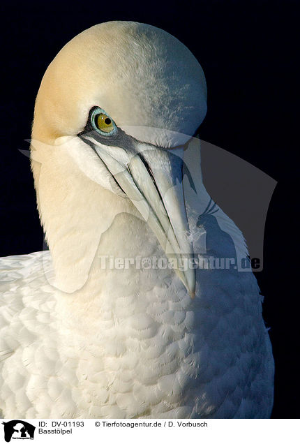 Basstlpel / northern gannet / DV-01193