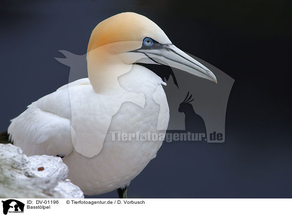 Basstlpel / northern gannet / DV-01196