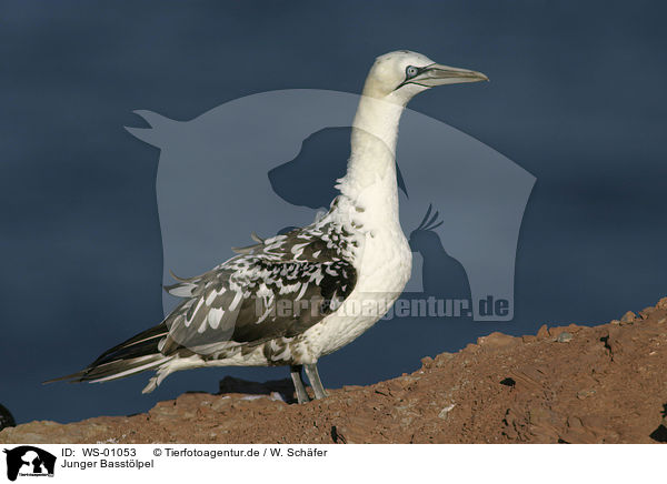 Junger Basstlpel / young northern gannet / WS-01053