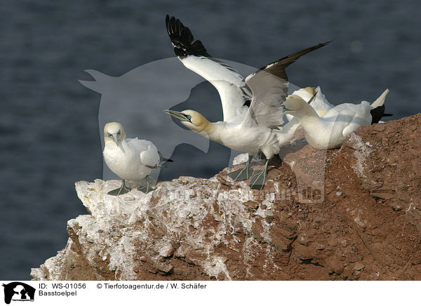Basstoelpel / northern gannet / WS-01056