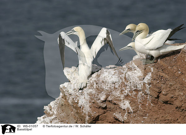 Basstlpel / northern gannet / WS-01057