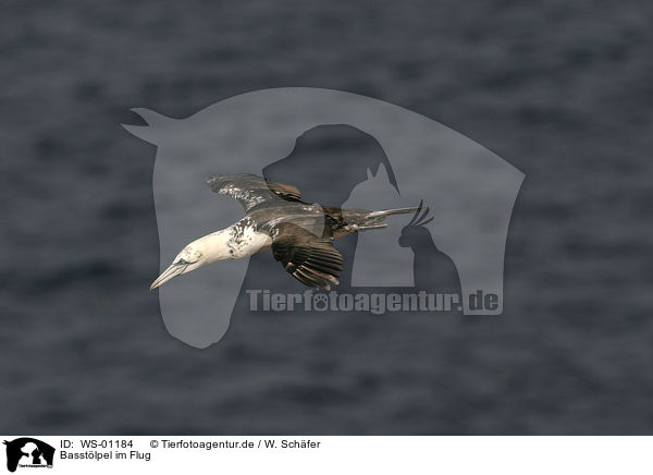 Basstlpel im Flug / flying Northern Gannet / WS-01184