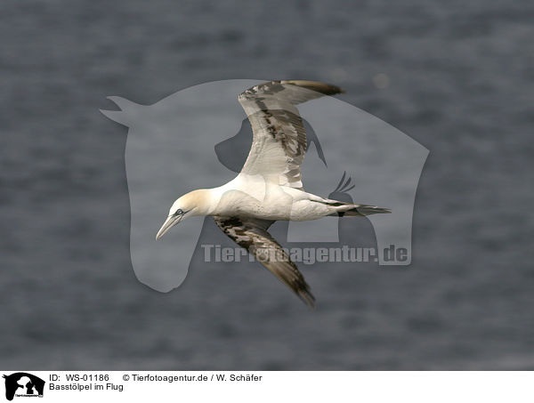 Basstlpel im Flug / flying Northern Gannet / WS-01186