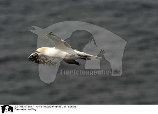 Basstlpel im Flug / flying Northern Gannet / WS-01187
