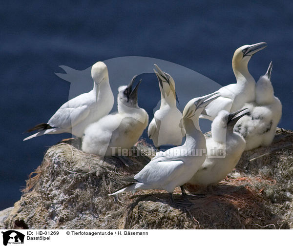 Basstlpel / Northern Gannet / HB-01269