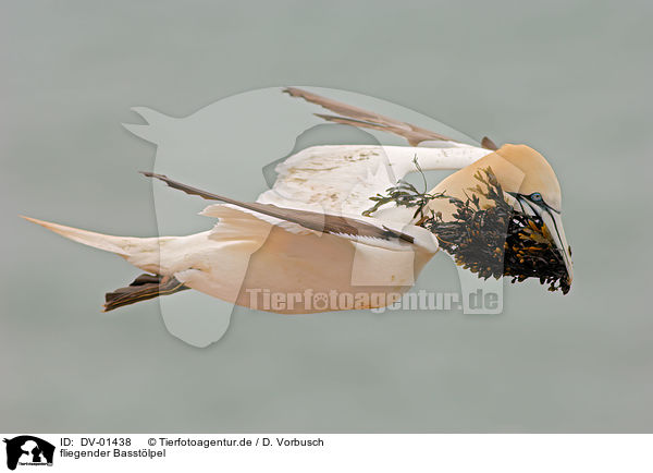 fliegender Basstlpel / flying northern gannet / DV-01438