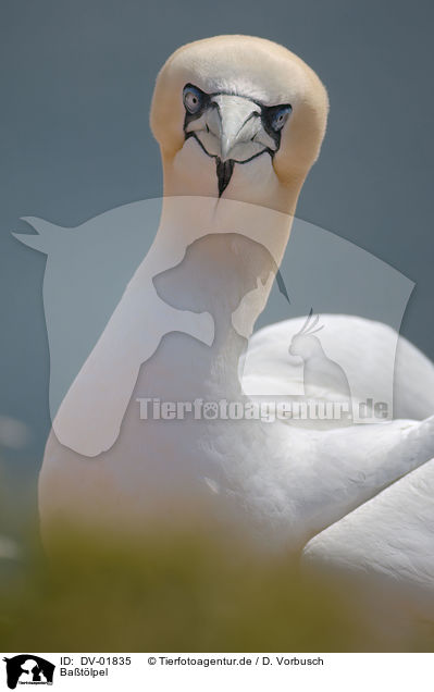 Batlpel / northern gannet / DV-01835