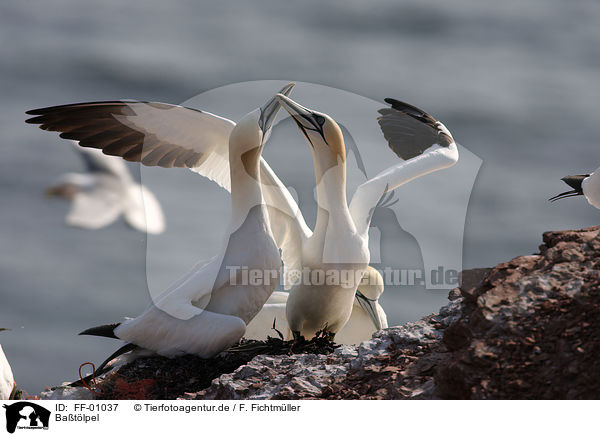 Ba�t�lpel / FF-01037