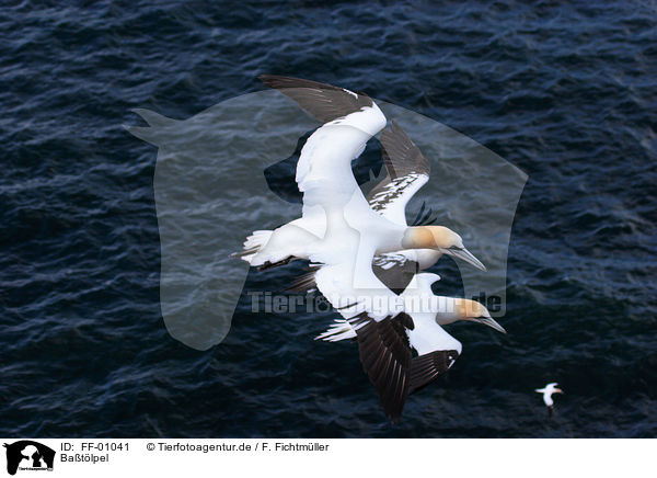 Batlpel / northern gannet / FF-01041