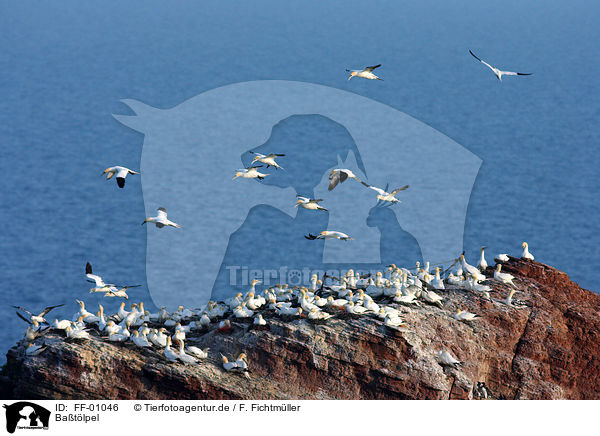 Batlpel / northern gannet / FF-01046