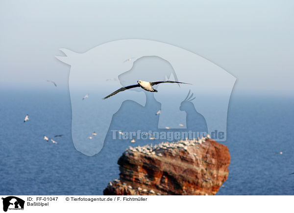 Batlpel / northern gannet / FF-01047