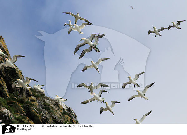 Batlpel / northern gannet / FF-01061