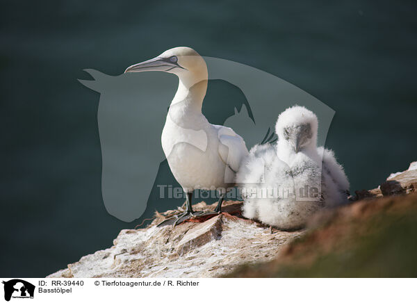 Basstlpel / gannet / RR-39440