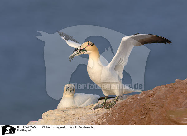 Batlpel / northern gannets / DV-02453