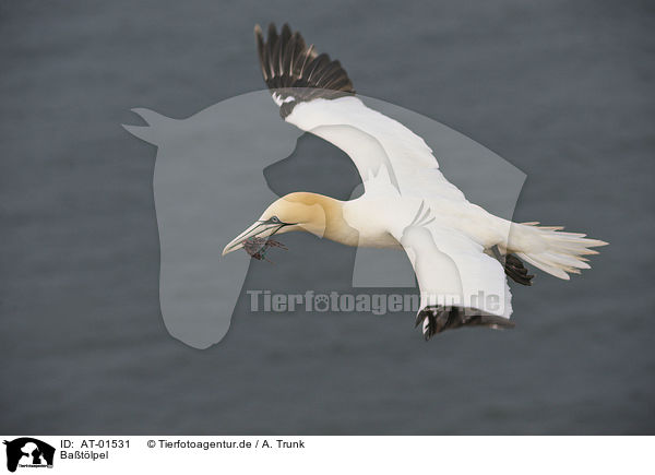 Batlpel / northern gannet / AT-01531
