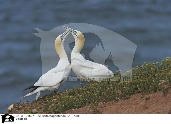Batlpel / northern gannets / AT-01537
