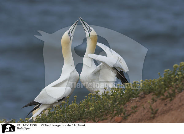 Batlpel / northern gannets / AT-01538