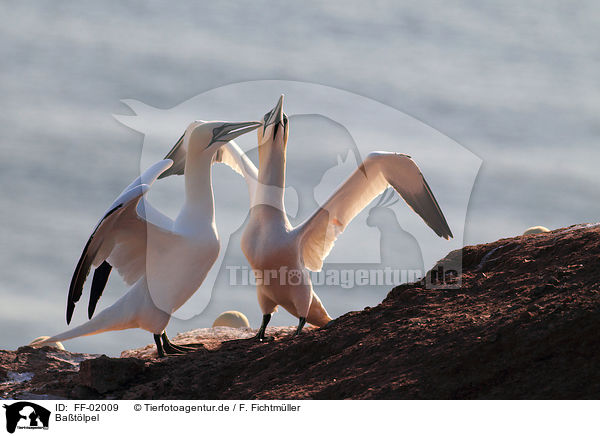 Batlpel / northern gannets / FF-02009