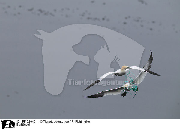 Batlpel / northern gannets / FF-02045