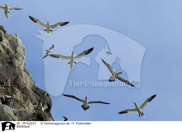 Batlpel / northern gannet / FF-02231