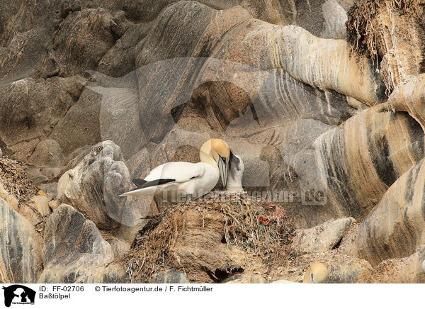 Batlpel / northern gannet / FF-02706