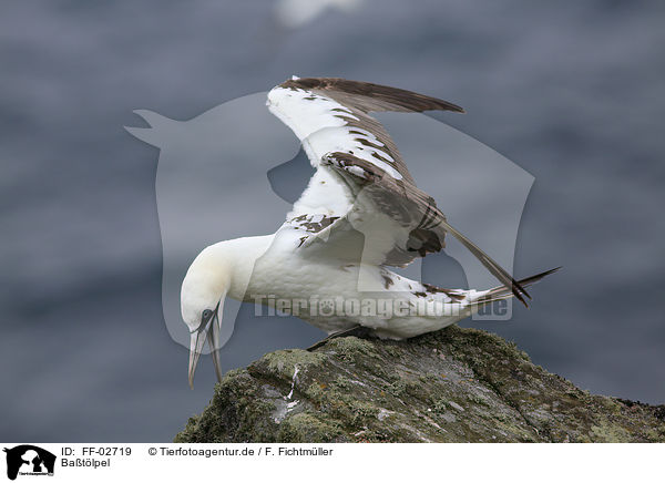 Batlpel / northern gannet / FF-02719