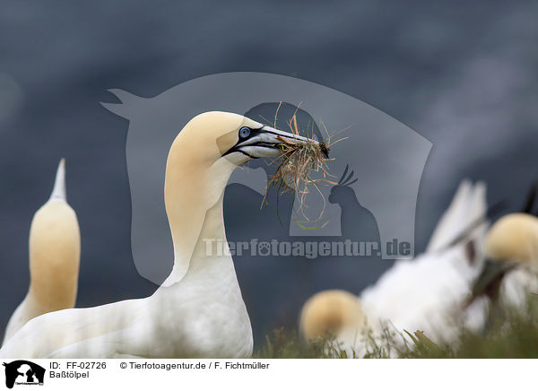 Batlpel / northern gannet / FF-02726
