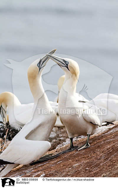 Batlpel / northern gannets / MBS-09898