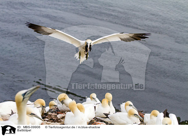 Batlpel / northern gannets / MBS-09906