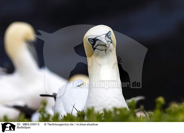 Batlpel / northern gannet / MBS-09913