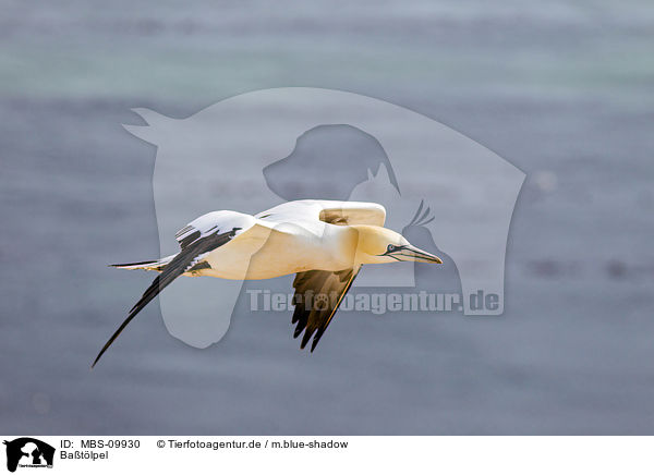 Ba�t�lpel / northern gannet / MBS-09930