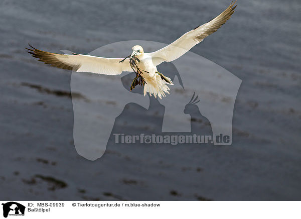 Batlpel / northern gannet / MBS-09939