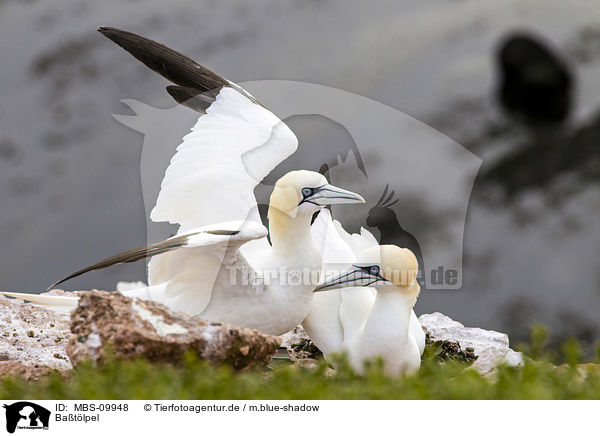 Batlpel / northern gannets / MBS-09948