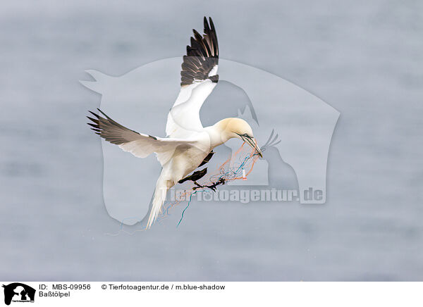 Batlpel / northern gannet / MBS-09956