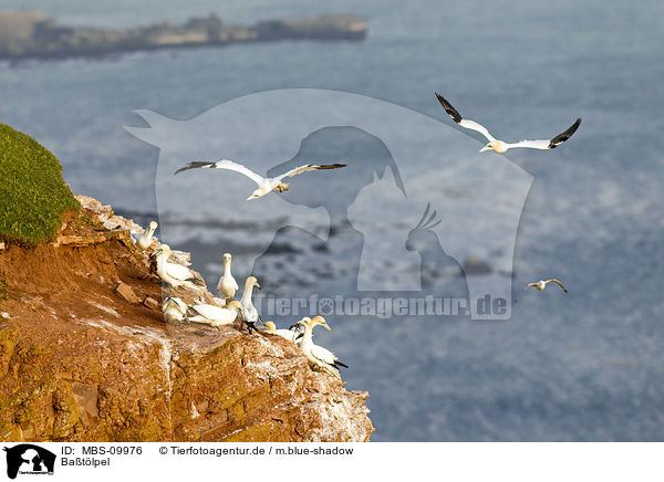 Batlpel / northern gannets / MBS-09976