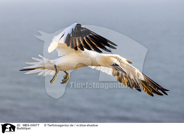 Batlpel / northern gannet / MBS-09977